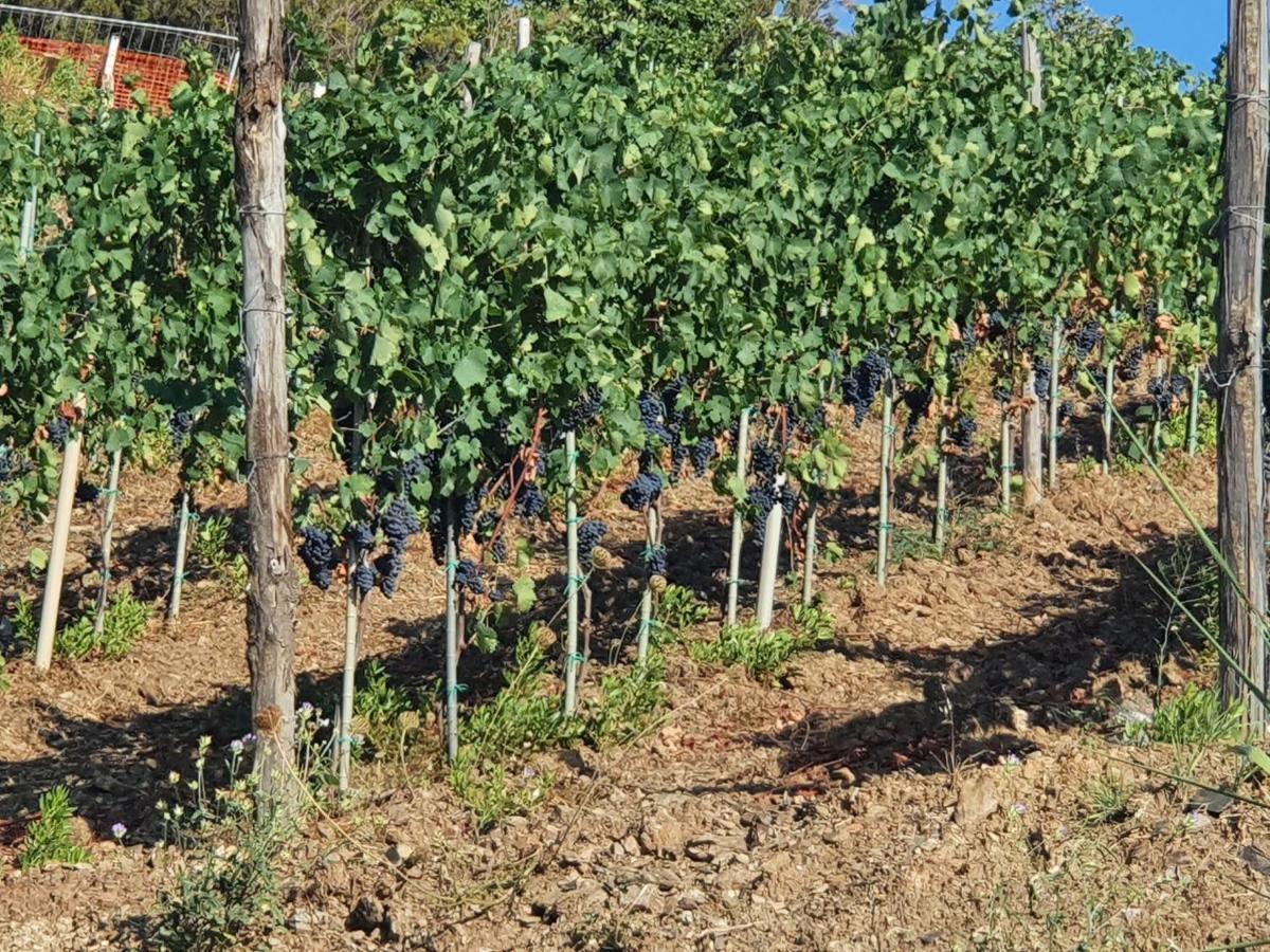 Agriturismo Le Terre Di Venere Acciaroli Dış mekan fotoğraf